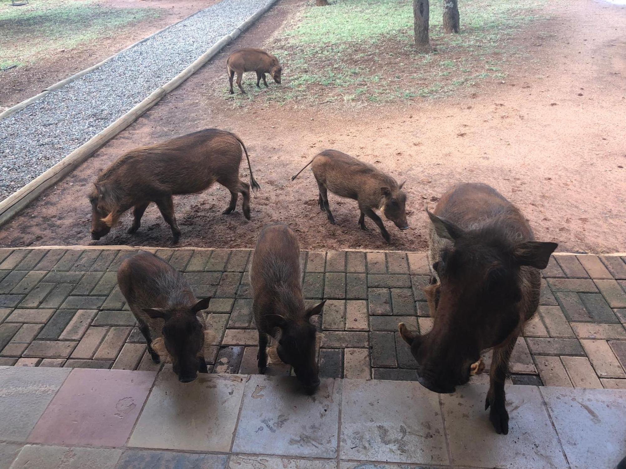 Makhato Bush Lodge 111 벨라벨라 외부 사진